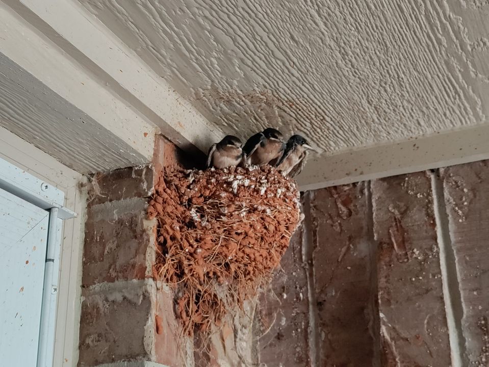 picture of adolescent barn swallows in a nest The nest is made of Oklahoma red dirt and grasses and is located under a front porch by a front door.