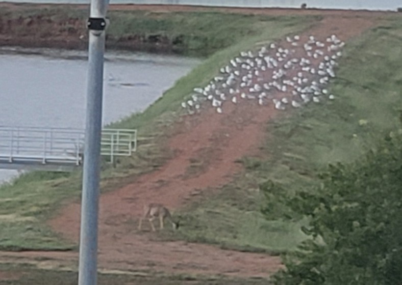 picture of a flock of sea gulls and a deer at the BLuff Creek Water treatment plant in OKC