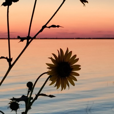 picture of a flower, sunset over water in the background