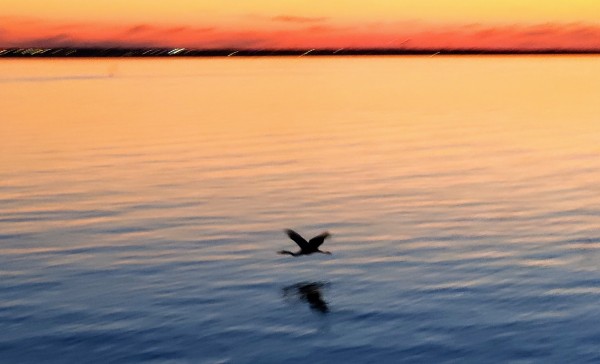 heron flying over Lake Hefner at sunset