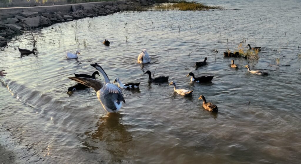 waterfowl in shallow water at Lake Hefner