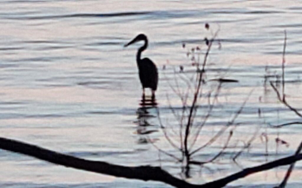 bird in the water, maybe an egret or a heron