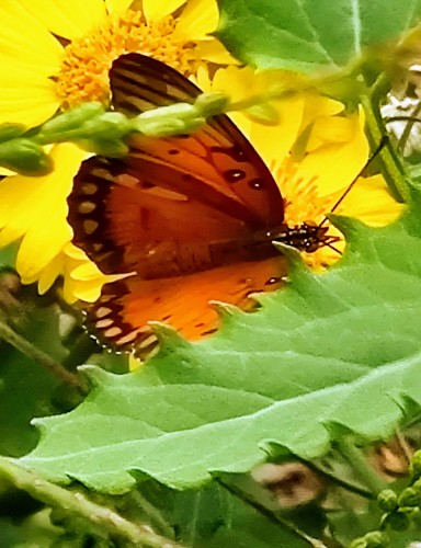 butterfly!