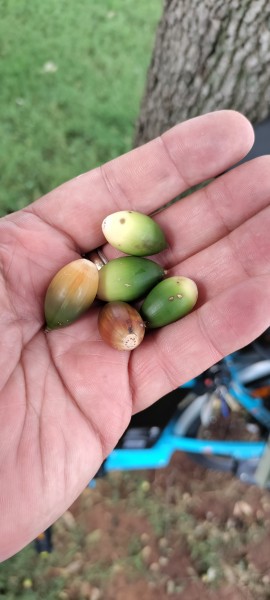Live Oak acorns