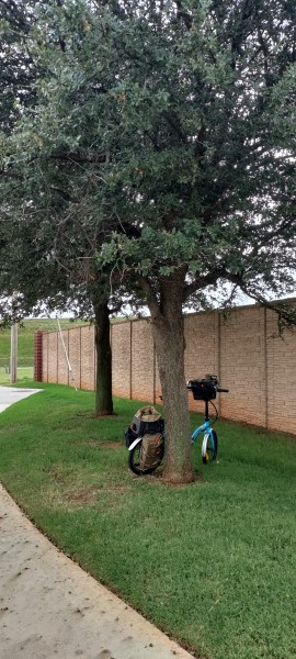 Live Oak tree