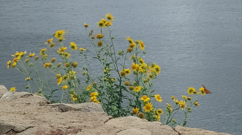 flowers at Lake Hefner