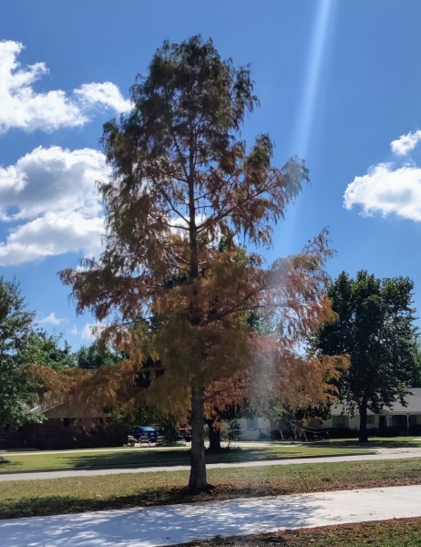 Bald cypress tree changing colors for fall