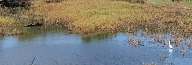 bird and turtles at Lake Hefner