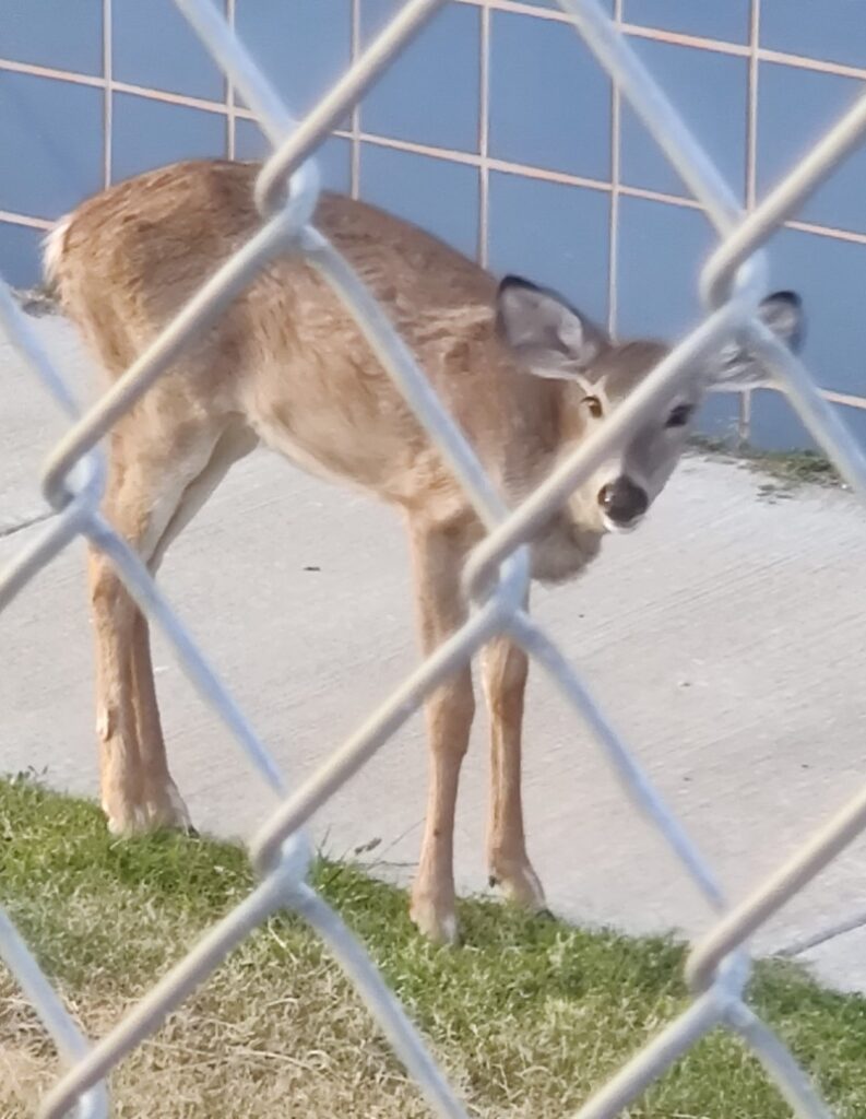 picture of a young deer, seen through a chain link fence at the Lake Hefner water treatment plant in Oklahoma City
