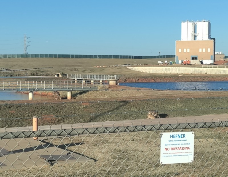 deer grazing at the Hefner Water treatment plant in OKC< as seen through the fence on the bike trail.