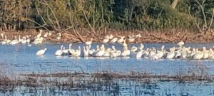 pelicans at Lake Hefner